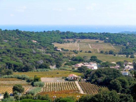 Wine Tours Provence & Riviera