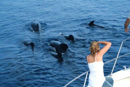 Whale Watching