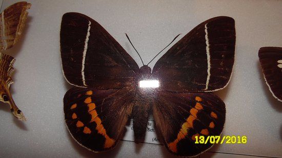 Butterfly Museum